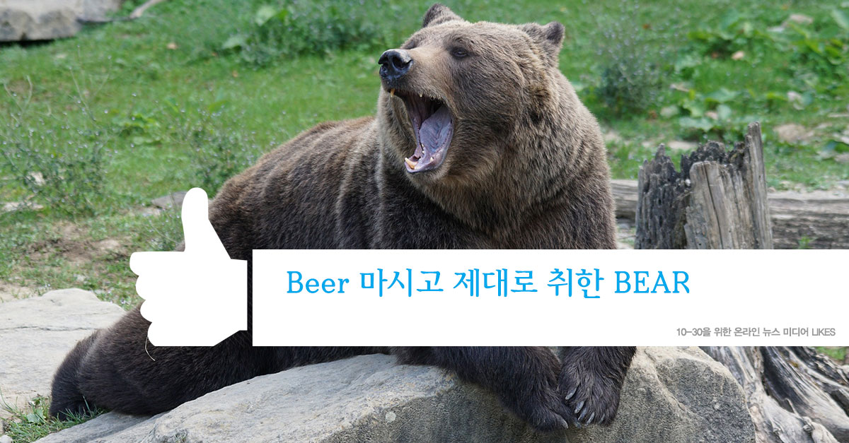 Beer 마시고 제대로 취한 BEAR