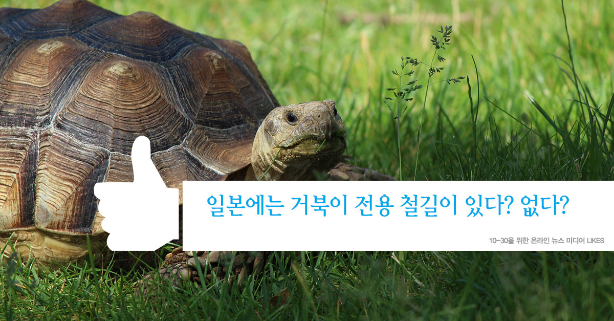 일본에는 거북이 전용 철길이 있다? 없다?