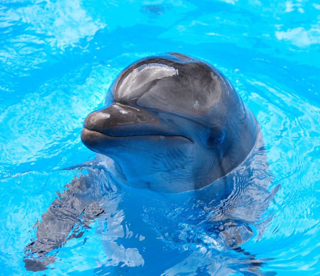 Happy dolphin in blue water.