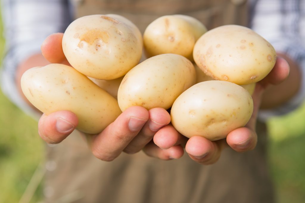 Farmer showing his organic potatoes on a sunny day