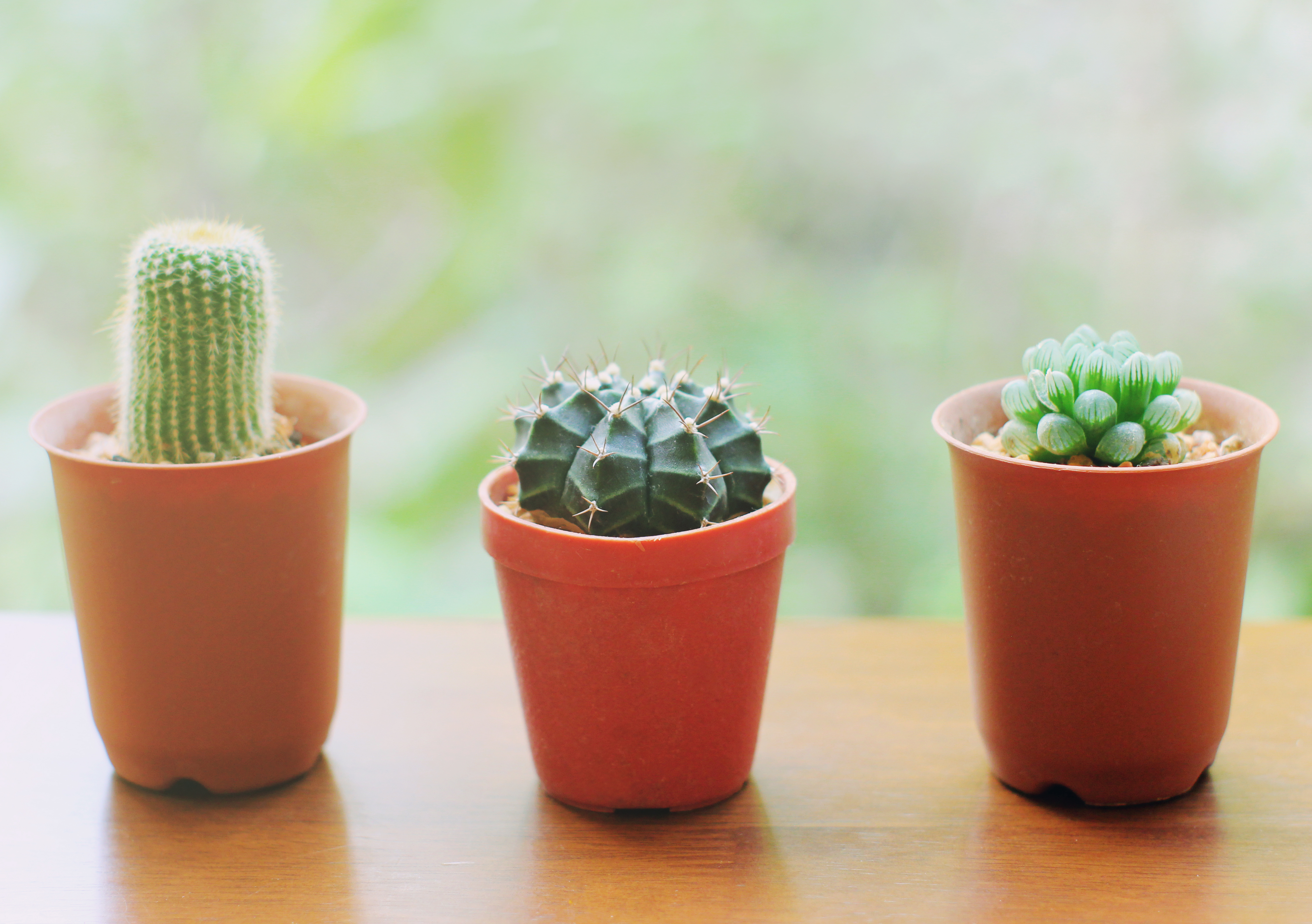 Small cactus for decorated with retro filter effect