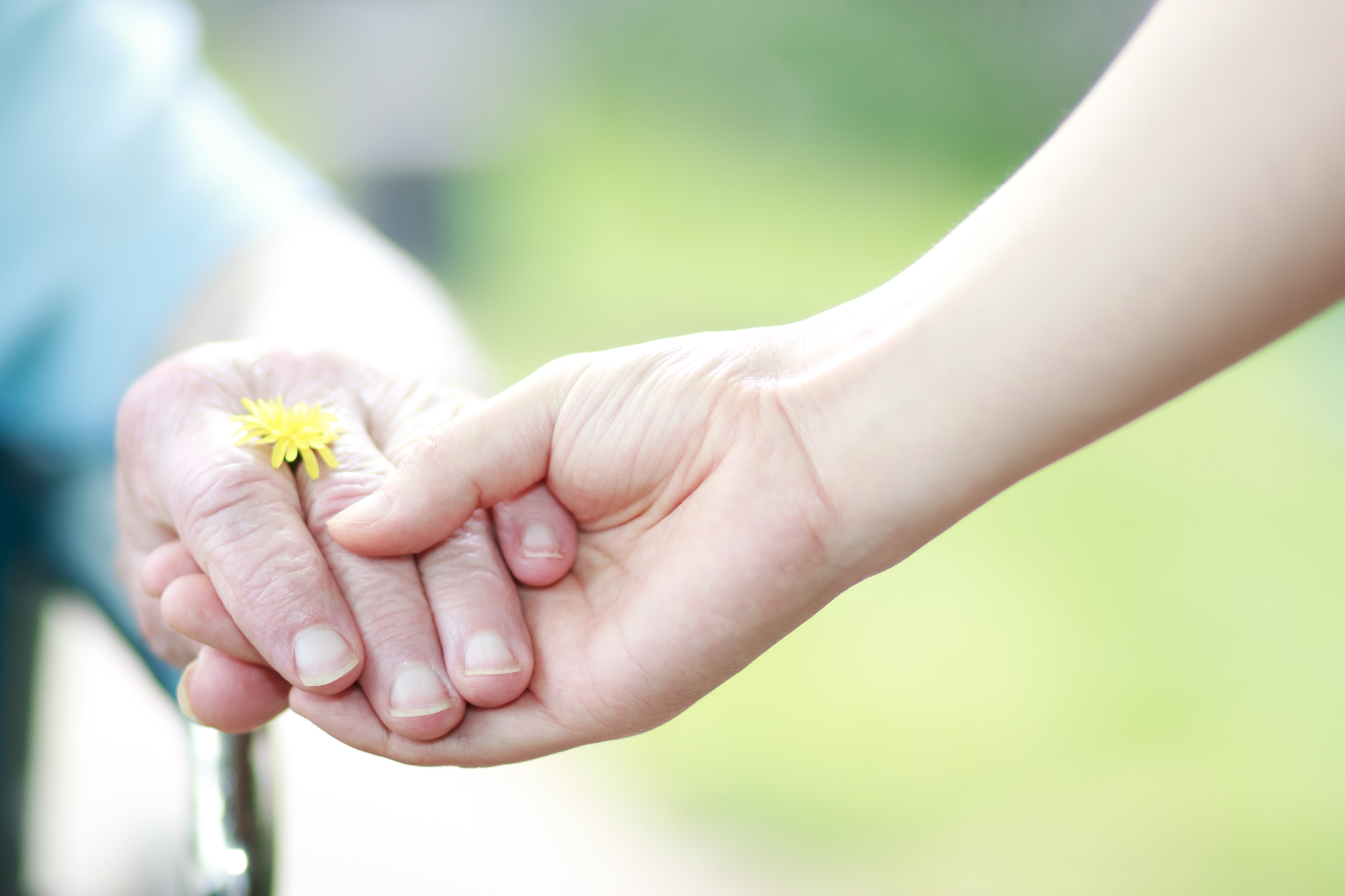 Young and senior hands holding hands with a dandelion
