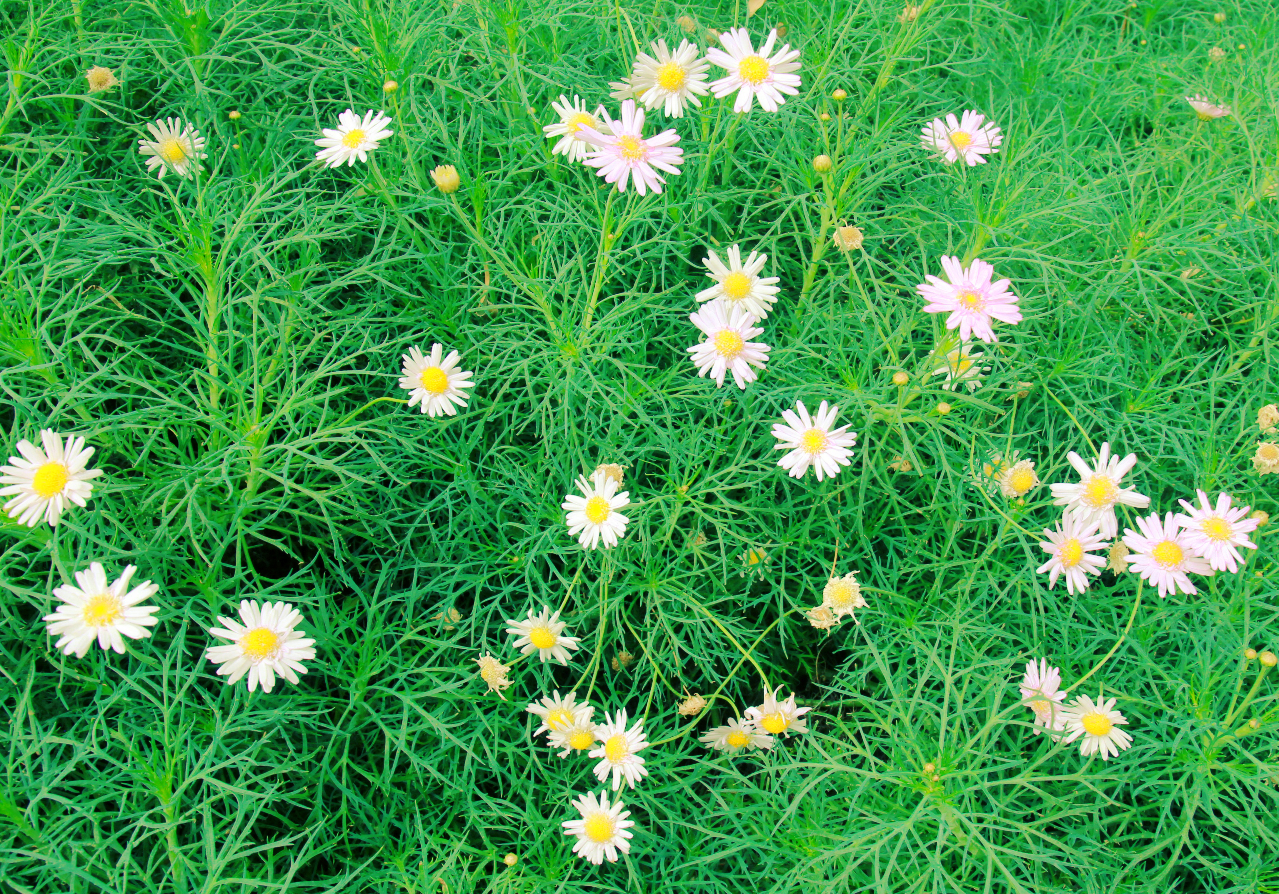 Daisy flowers background with retro filter effect